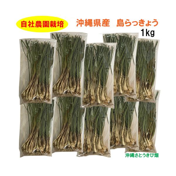 自社農園栽培　沖縄県産　島らっきょう　1kg