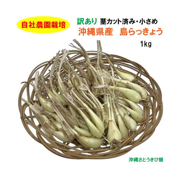 【送料無料】自社農園栽培　沖縄県産　島らっきょう　訳あり　茎カット済・小さめ　1kg