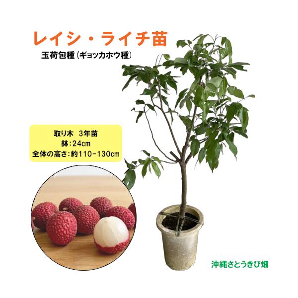 レイシ・ライチ苗　玉荷包種(ギョッカホウ種)　取木　3年苗　　|沖縄 果物 果実 フルーツ デザート おやつ 甘い 自家菜園 家庭菜園 Lychee