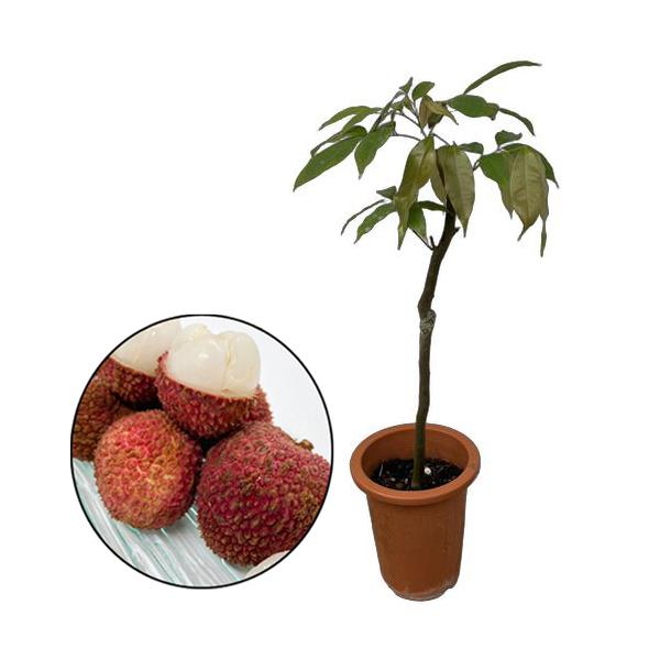 レイシ・ライチ苗　玉荷包種(ギョッカホウ種)接ぎ木苗