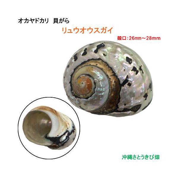 リュウオウスガイの貝殻(殻口:26mm-28mm)