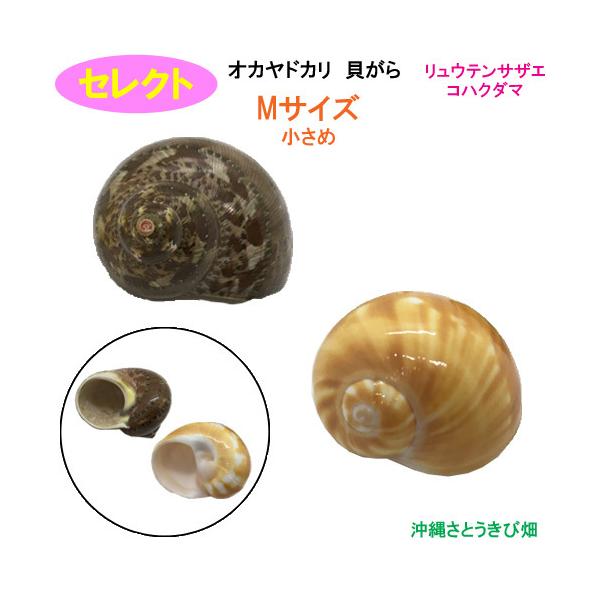 セレクト（リュウテンサザエ・コハクダマ）　Mサイズ　小さめ　オカヤドカリ用貝がら