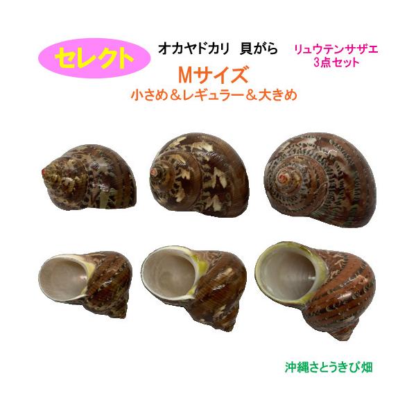 ＊おまかせの貝殻ではなく、自分好みの貝殻を注文したい方の貝殻セットです「セレクト」と記載されている商品からお気に入りの貝殻をお選びください【商品内容】オカヤドカリ用　貝がら セレクトリュウテンサザエサイズ：Mサイズ　小さめ殻口：18mm-2...