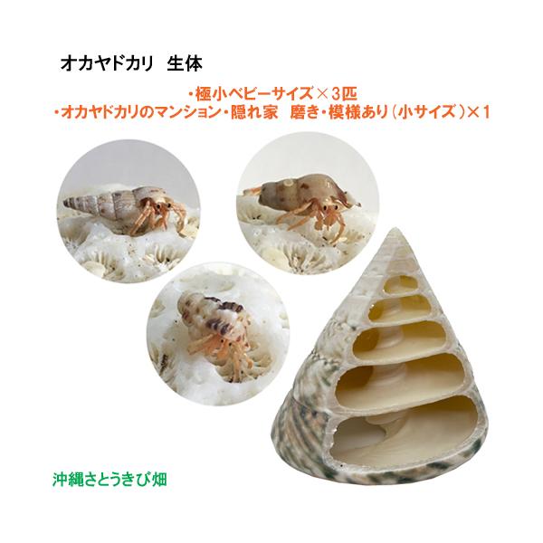 オカヤドカリ生体　極小ベビーサイズ×3匹　オカヤドカリのマンション・隠れ家　磨き・模様あり(小サイズ）×1　　|沖縄 coenobita ペット 飼育 陸宿借 観察