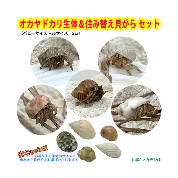 オカヤドカリ生体＆住み替え貝がら セット　　　　　|沖縄 coenobita ペット 飼育 陸宿借 観察 夏休みの宿題 自由研究