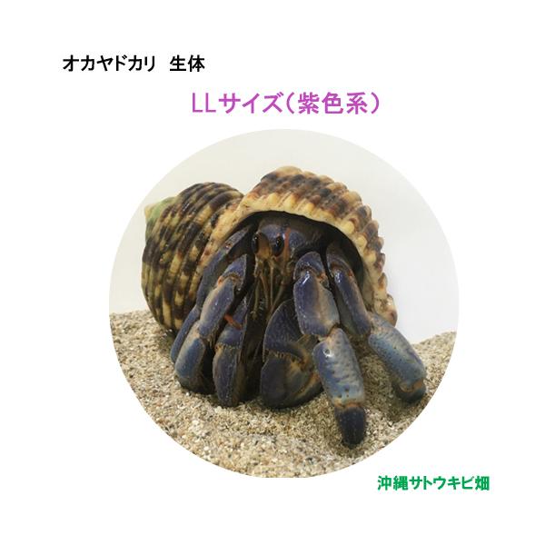 オカヤドカリ生体　LLサイズ(紫色系)　1匹　　　　　|沖縄 coenobita ペット 飼育 陸宿借 観察 夏休みの宿題 自由研究