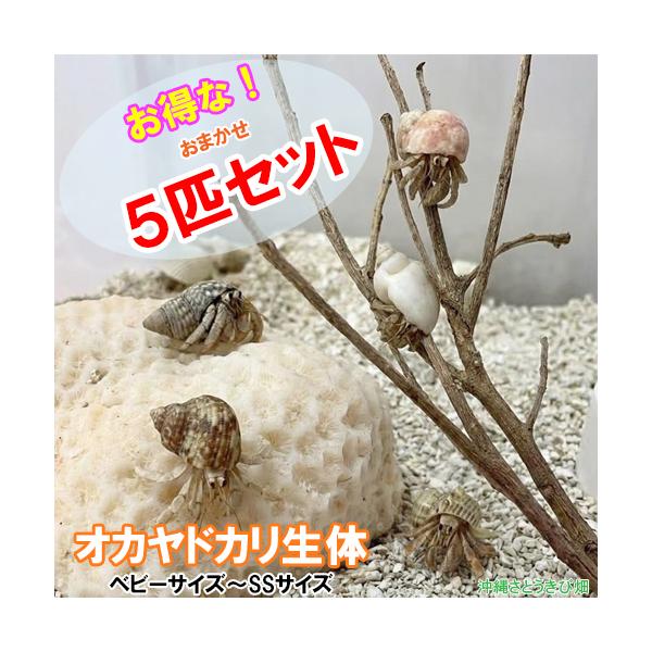 オカヤドカリ生体(ベビーサイズ〜SSサイズ)　お得な！おまかせ５匹セット　　　　|沖縄 coenobita ペット 飼育 陸宿借 観察 夏休みの宿題 自由研究