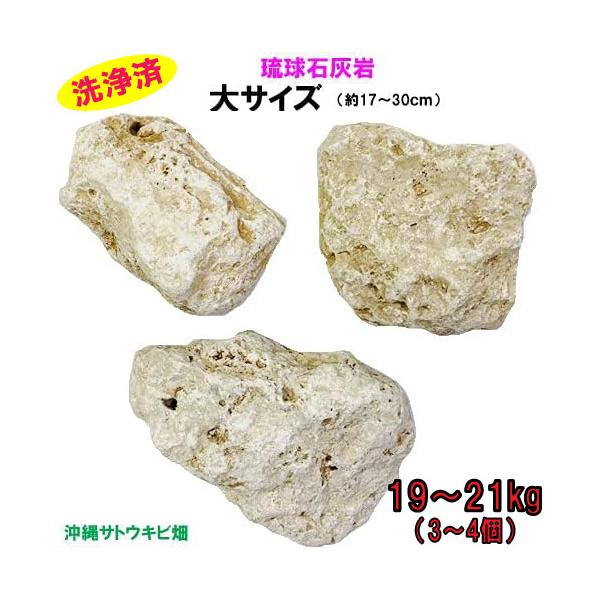 送料無料】L 琉球石灰岩 洗浄済 大サイズ 19〜21kg(3〜4個) : りゅうか