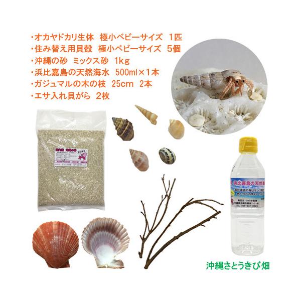 オカヤドカリ飼育セット　極小ベビーサイズ(生体×1匹・貝殻・砂×1袋・海水×1・ヒオウギ貝×2枚・木の枝×2本)　　|coenobita ペット 陸宿借 観察 自由研究