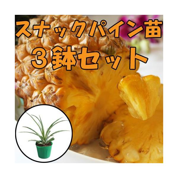 ■パイナップル苗ボゴール(スナックパイン)ポット苗×3鉢沖縄県産　熱帯果樹苗■生産地:沖縄県■全体の高さ:10〜20cm■生育年数:2ヶ月■ポット:7〜9cmポット沖縄と言えばハワイ種パインが有名ですが、現在沖縄県の生産ナンバーワン品種はボ...
