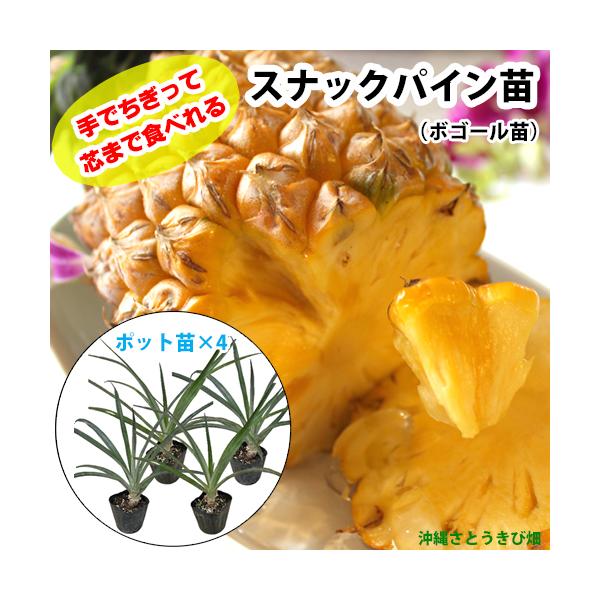 ■パイナップル苗ボゴール(スナックパイン)ポット苗×4鉢沖縄県産　熱帯果樹苗■生産地:沖縄県■全体の高さ:10〜20cm■生育年数:2ヶ月■ポット:7〜10.5cmポット沖縄と言えばハワイ種パインが有名ですが、現在沖縄県の生産ナンバーワン品...
