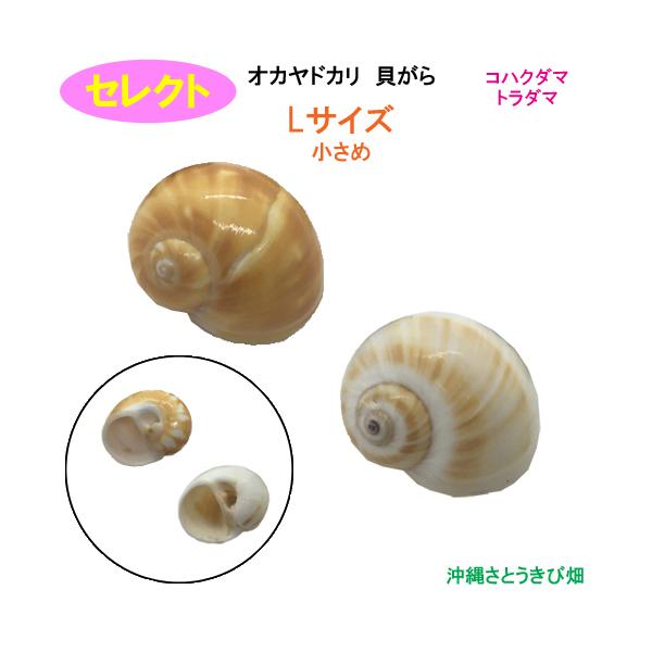 セレクト（コハクダマ・トラダマ）　Lサイズ　小さめ　オカヤドカリ用貝がら