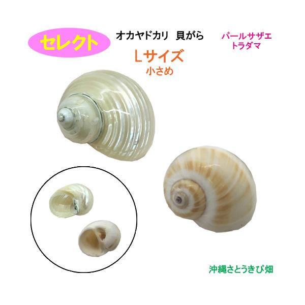 セレクト（パールサザエ・トラダマ）　Lサイズ　小さめ　オカヤドカリ用貝がら