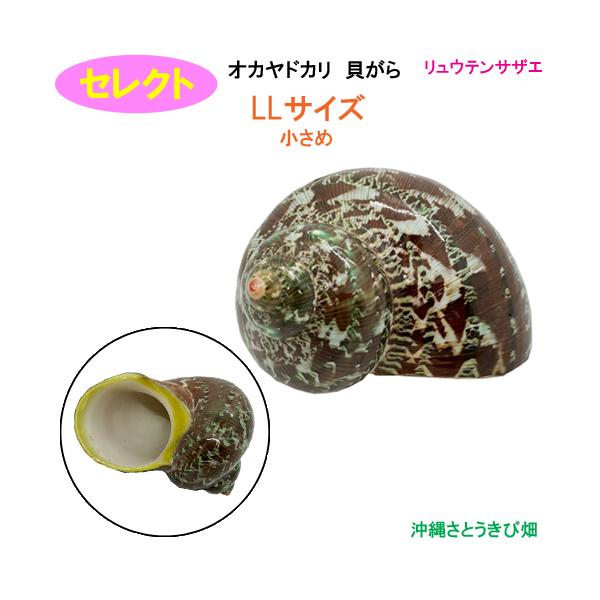 セレクト（リュウテンサザエ）　LLサイズ　小さめ　オカヤドカリ用貝がら