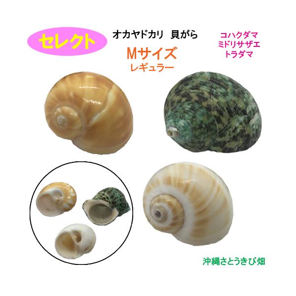 セレクト（コハクダマ・ミドリサザエ・トラダマ）　Mサイズ　レギュラー　オカヤドカリ用貝がら