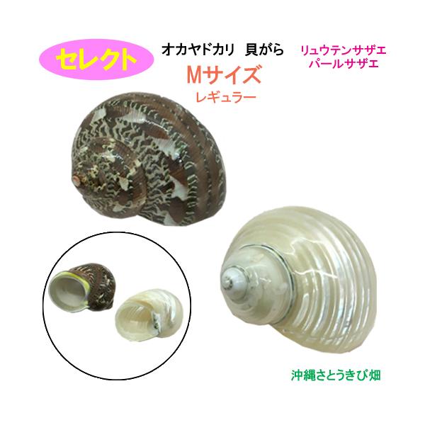 セレクト（リュウテンサザエ・パールサザエ）　Mサイズ　レギュラー　オカヤドカリ用貝がら