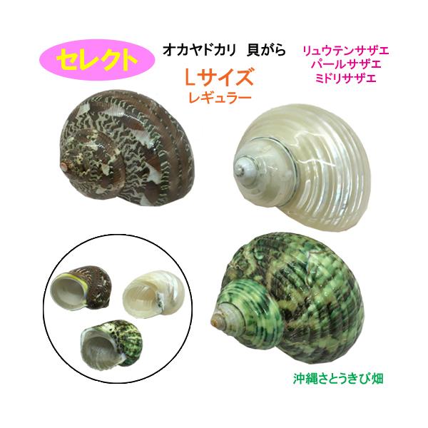 オカヤドカリ用貝がら サザエ3点セット Lサイズ レギュラー Yadokai Sazael りゅうか商事 通販 Yahoo ショッピング