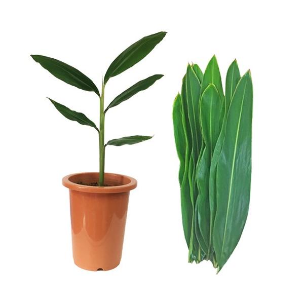 セット内容-----------------------------未洗浄の月桃の葉：10枚月桃苗:1鉢-----------------------------【商品内容】未洗浄の月桃の葉:10枚※収穫後、そのままの状態でお届けいたします...