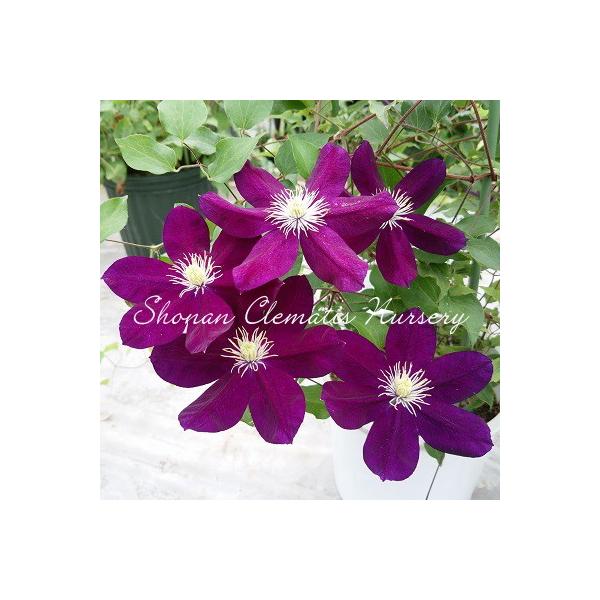 クレマチス苗 喜代 すぐに地植えもできる充実苗 Buyee Servicio De Proxy Japones Buyee Compra En Japon