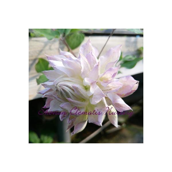 クレマチス苗 雪の粧 ゆきのよそおい すぐに地植えもできる充実苗 Buyee Buyee 日本の通販商品 オークションの代理入札 代理購入