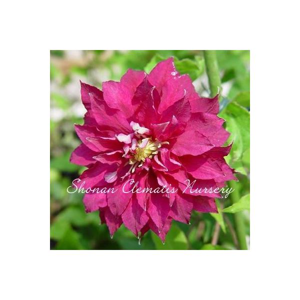 クレマチス苗 レッド スター すぐに地植えもできる充実苗 Buyee Buyee 提供一站式最全面最專業現地yahoo Japan拍賣代bid代拍代購服務 Bot Online