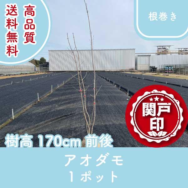高品質 アオダモ 根巻きタイプ 1ポット 樹高170cm前後 送料無料(関東
