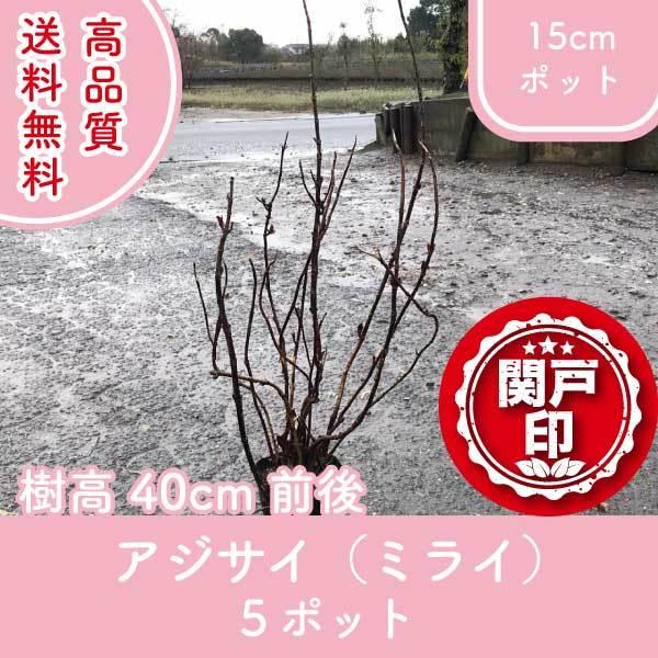 i ~J̎ AWTCi~Cj 15cm|bg 5|bgZbg 40cmO I(֓ECE֐EkEMzɌ)r[ēT!