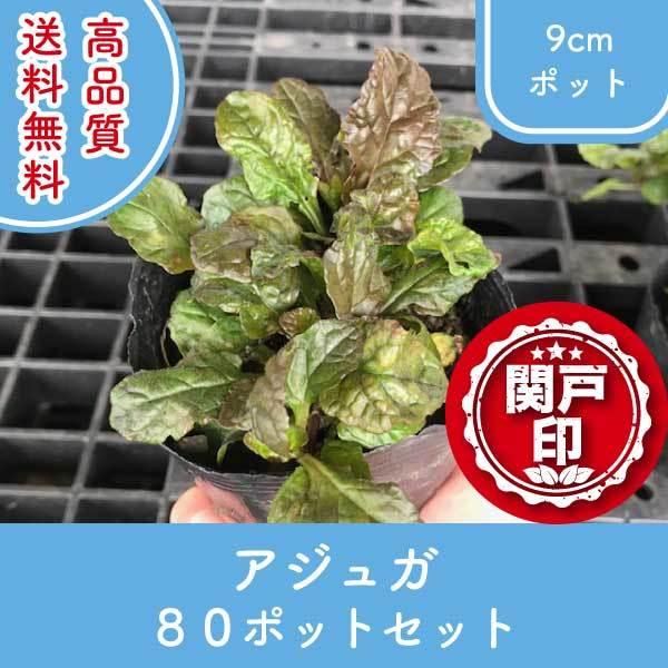 アジュガ 苗の人気商品 通販 価格比較 価格 Com