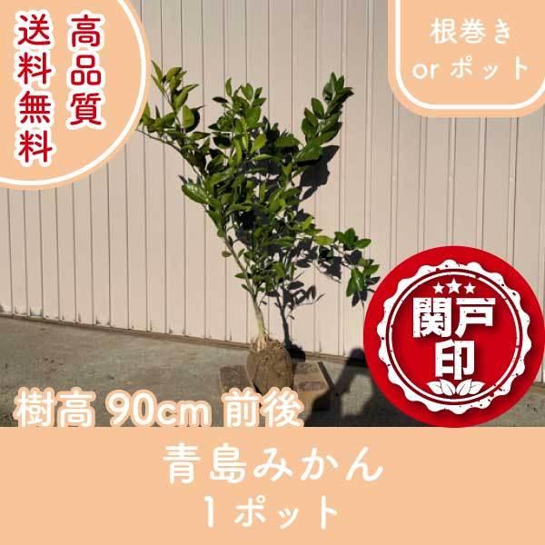 i ݂ or|bg 1|bg 90cmO (֓ECE֐EkEMzɌ) r[ēT