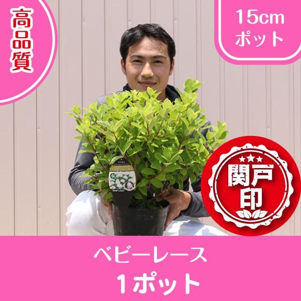 i@~J̎@AWTC@xr[[X@|bg^Cv@15cm|bg@P|bg@r[ēT