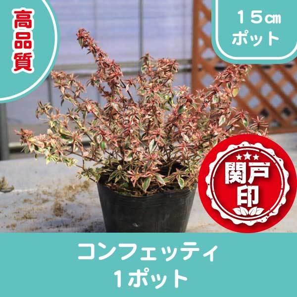 ���i���@�A�x���A�@�R���t�F�b�e�B�@15cm�|�b�g�@1�|�b�g ���r���[�������ē��T����!