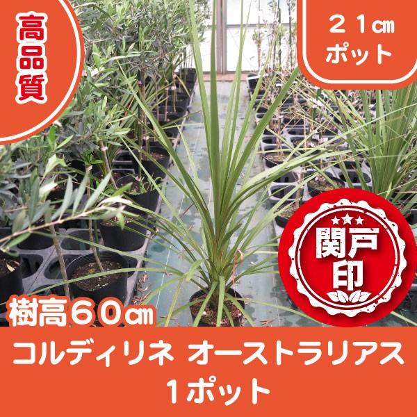 i RfBl CfBrU I[XgAX |bg^Cv 21cm|bg 1|bg r[ēT!! OhJo[ 