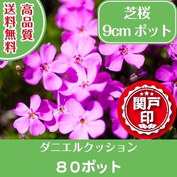 高品質 芝桜 ダニエルクッション 9cmポット 80ポット 送料無料 関東 東海 関西 北陸 信越に限り グランドカバー 下草 雑草対策 Dani 80 関戸園芸 通販 Yahoo ショッピング