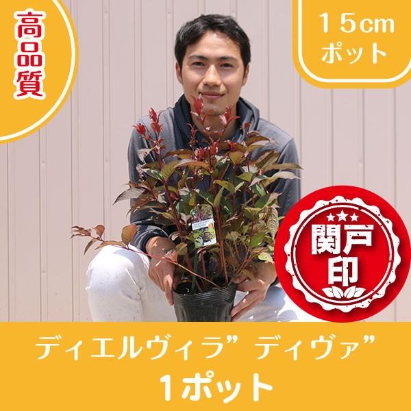 濃い紫茶色の葉色で秋には更に紅葉します。夏に枝の先端に黄色い花が咲き、美しいコントラストを形成。耐寒性・耐暑性のある落葉低木で、路地栽培では高さ100〜150cmになります。