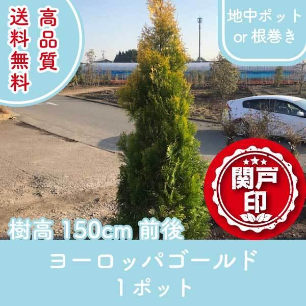 i [bpS[h n|bgor 1|bg 150cmO (֓ECE֐EkEMzɌ) r[ēT!