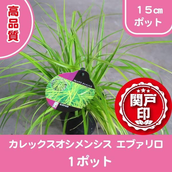 i@JbNX@IVVX@G@@15cm|bg@1|bg@r[ēT