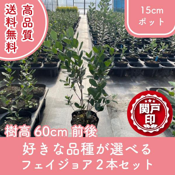 高品質 品種が選べる 2本 フェイジョア 15cmポット 樹高60cm前後