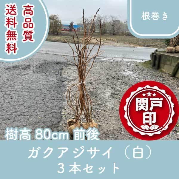 高品質 梅雨の主役 ガクアジサイ（白） 根巻き 3本セット 樹高80cm前後 送料無料！(関東・東海・関西・北陸・信越に限り)レビューを書いて特典あり!