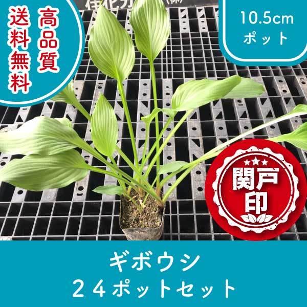 i M{EV zX^ 10.5cm|bg 24|bgZbg 20cmO (֓ECE֐EkEMzɌ) r[ēT!!