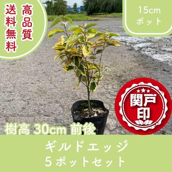 i MhGbW 15cm|bg 5|bgZbg 30cmO (֓ECE֐EkEMzɌ) r[ēT!