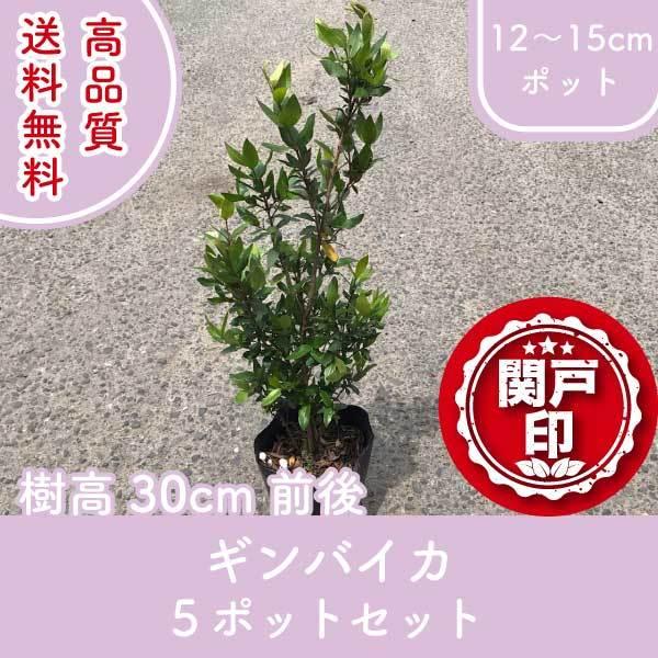 i MoCJ }[g 12`15cm|bg 5|bgZbg 30cmO (֓ECE֐EkEMzɌ) r[ēT!! j̖