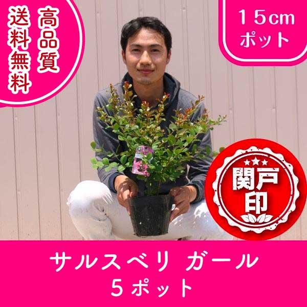 ウィズラブシリーズのサルスベリは開花期が長くコンパクトな樹性なので寄せ植えや単鉢でもお使い頂けます。また、耐暑性耐寒性に優れています。開花期は夏から秋です。当商品は種苗法申請中又は登録品種であり、ライセンスを受けて正規に増殖販売しております。