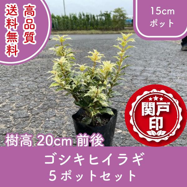 i SVLqCM |bg^Cv 15cm|bg 5|bgZbg 20cmO (֓ECE֐EkEMzɌ) r[ēT!