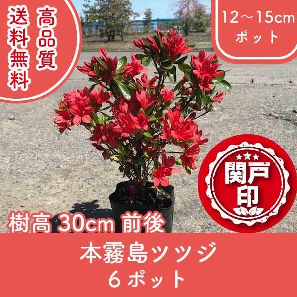 高品質 本霧島ツツジ 12 15cmポット 6ポット 樹高30cm前後 送料無料 関東 東海 関西 北陸 信越に限り レビューを書いて特典あり Honkirishima30 6p 関戸園芸 通販 Yahoo ショッピング