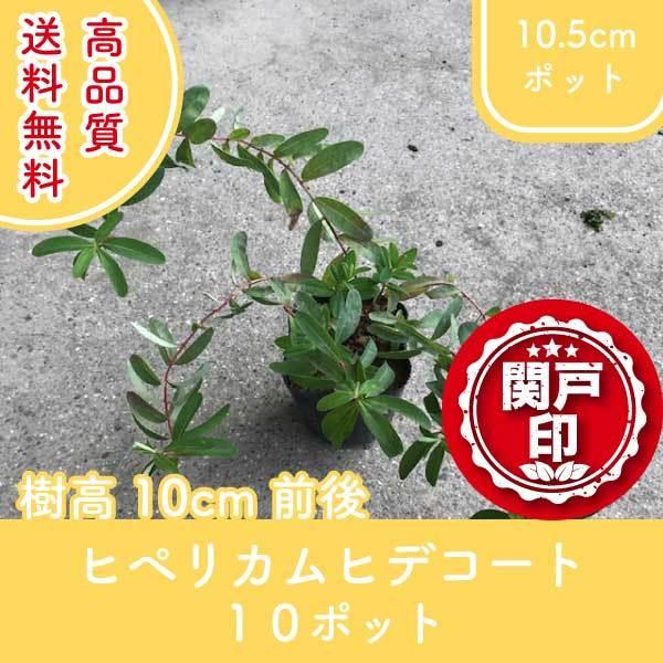 高品質 ヒペリカムヒデコート ポットタイプ 10.5cmポット 10ポット 