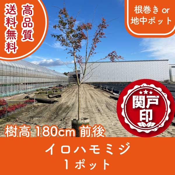 高品質 イロハモミジ 根巻きor地中ポット 1ポット 樹高180cm前後