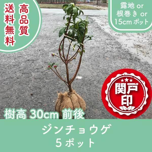 高品質 ジンチョウゲ 沈丁花 赤or白 露地 根巻き 15cmポット 5ポット