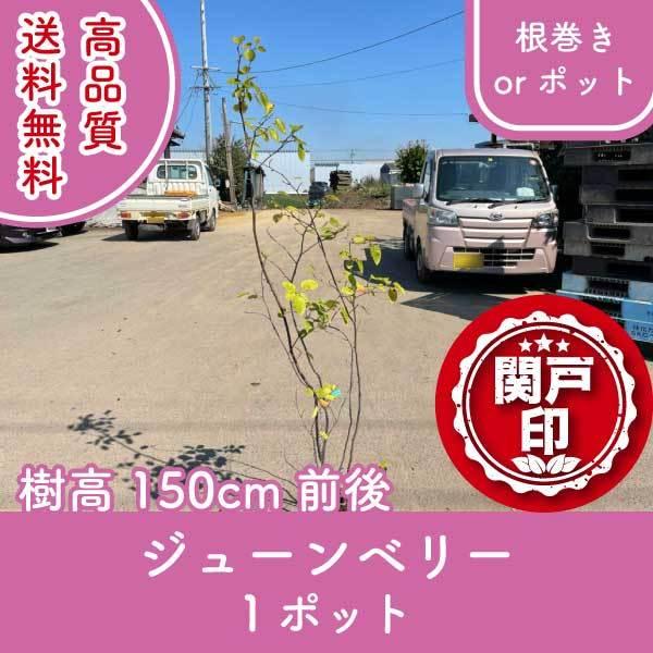 i W[x[ or|bg 1|bg 150cmO (֓ECE֐EkEMzɌ) r[ēT