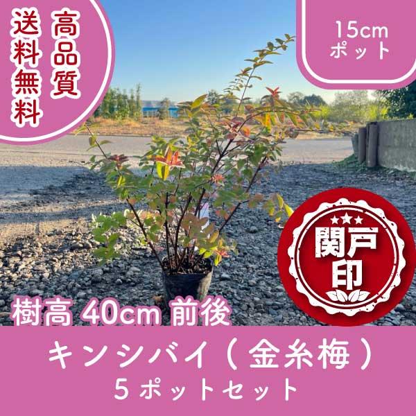 キンシバイは梅雨前後の初夏に黄色い花が咲きます。花弁は円形で艶があります。深緑の葉と鮮やかな黄色の花のコントラストが綺麗です。花の形がウメに似ていることから金糸梅の名がつきました。葉は対生しやや小さめ、斑入り葉もよく出回っています。樹高は1...