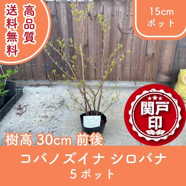 初夏に咲く白い花と、秋の紅葉が美しい落葉低木コバノズイナは、初夏に白く可憐な総状花（そくじょうか）が咲き、秋には真っ赤な紅葉を見せてくれる落葉低木です。葉は細長く、株全体がややしだれるような柔らかい印象を持ち、ナチュラルガーデンや雑木風の庭...